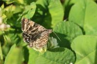 Euclidia mi