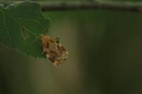 Archips xylosteana