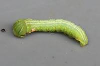 Peridea anceps