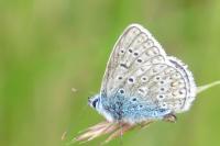 Polyommatus icarus