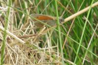 Coenonympha pamphilus
