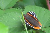 Vanessa atalanta