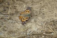 Vanessa cardui