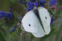 Pieris rapae