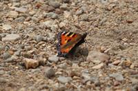Aglais urticae