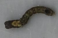 Thyatira batis
