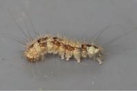 Nola confusalis