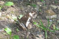 Limenitis camilla