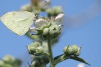 Pieris rapae