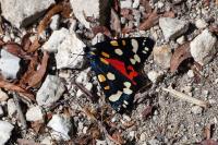 Callimorpha dominula