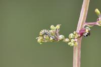 Cucullia scrophulariae