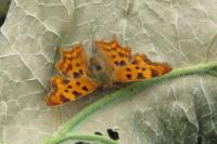 Polygonia c-album