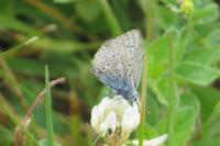 Polyommatus icarus