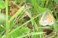 Coenonympha pamphilus