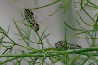 Papilio machaon