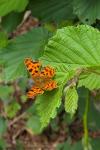 Polygonia c-album