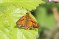 Ochlodes sylvanus