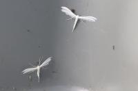 Pterophorus pentadactylus