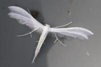 Pterophorus pentadactylus