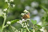 Vanessa cardui