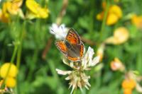 Lycaena phlaeas