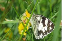 Melanargia galathea