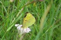 Colias crocea
