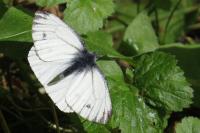 Pieris napi