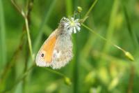 Coenonympha pamphilus