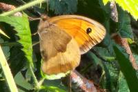 Maniola jurtina