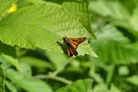 Ochlodes sylvanus