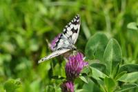 Melanargia galathea