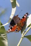 Aglais io