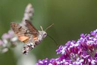 Macroglossum stellatarum