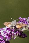 Macroglossum stellatarum
