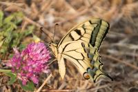 Papilio machaon