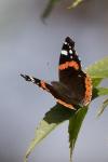 Vanessa atalanta