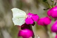 Gonepteryx rhamni