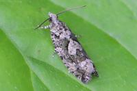 Zeiraphera isertana