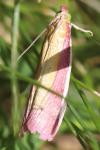 Oncocera semirubella