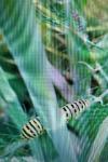 Papilio machaon