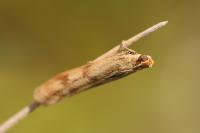 Homoeosoma sinuella