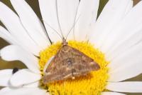 Pyrausta despicata