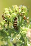 Tyria jacobaeae