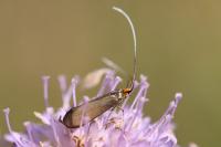 Nemophora metallica