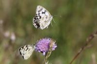 Melanargia galathea