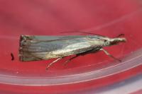 Chrysoteuchia culmella