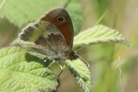 Coenonympha pamphilus