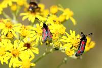 Zygaena sarpedon