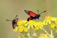 Zygaena sarpedon